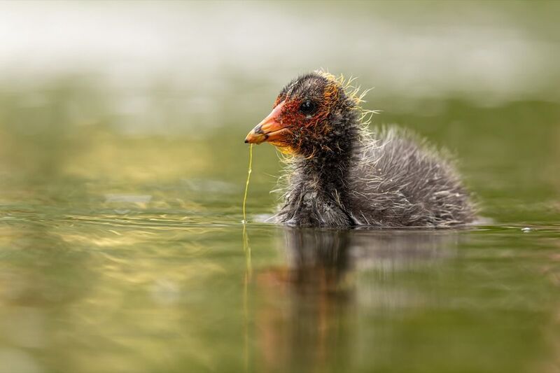 птицы, лысуха, птенец, лысенок Маленький мечтатель фото превью