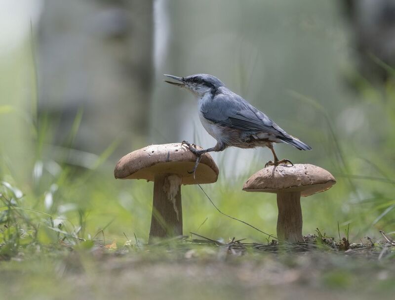 гриб,природа, лето,лес,поползень Картинка из леса фото превью