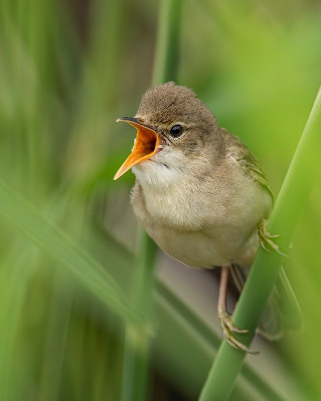 болотная камышовка, камышовка, птицы Болотная камышовка фото превью