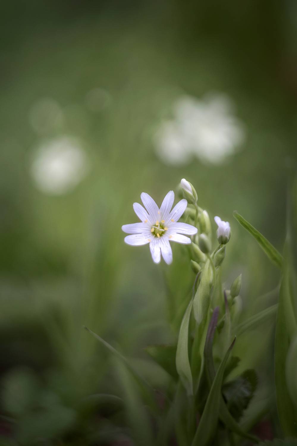 звездчатка, макро, цветы, природа, растение, Завьялова Людмила