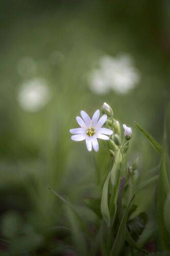 Звездчатка