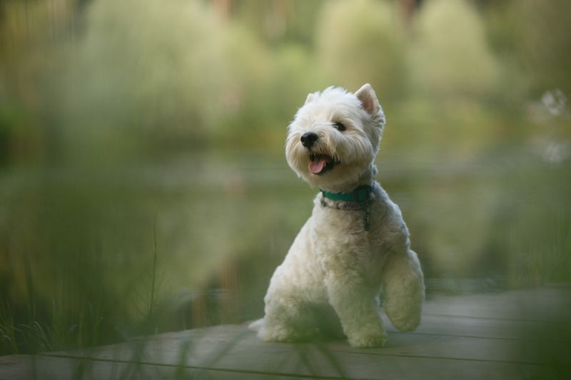 Кокос фото превью