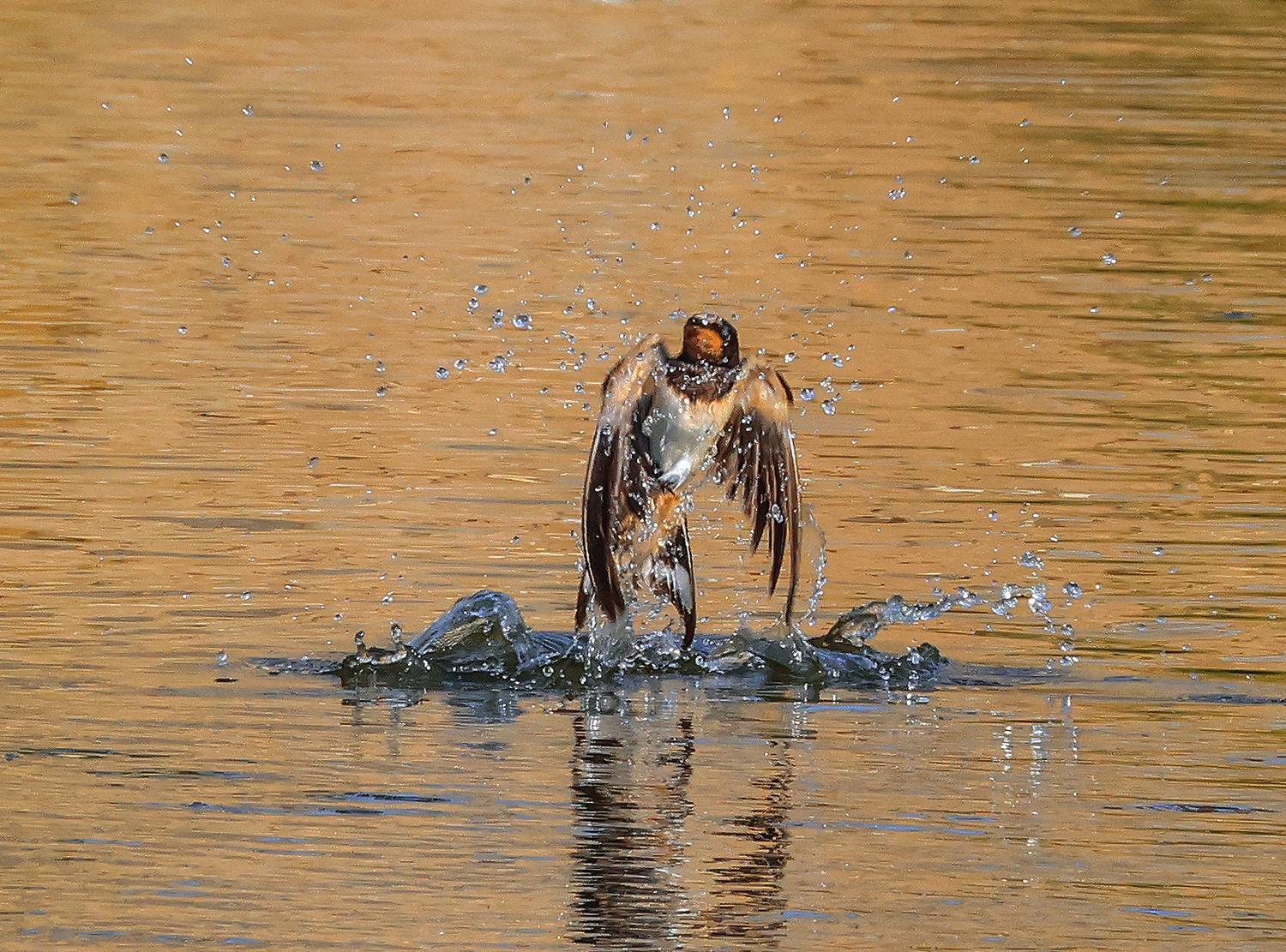 ласточки,, Magov Marat