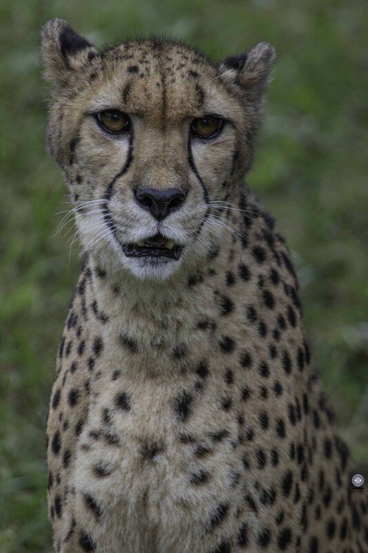 Cheetah фото превью