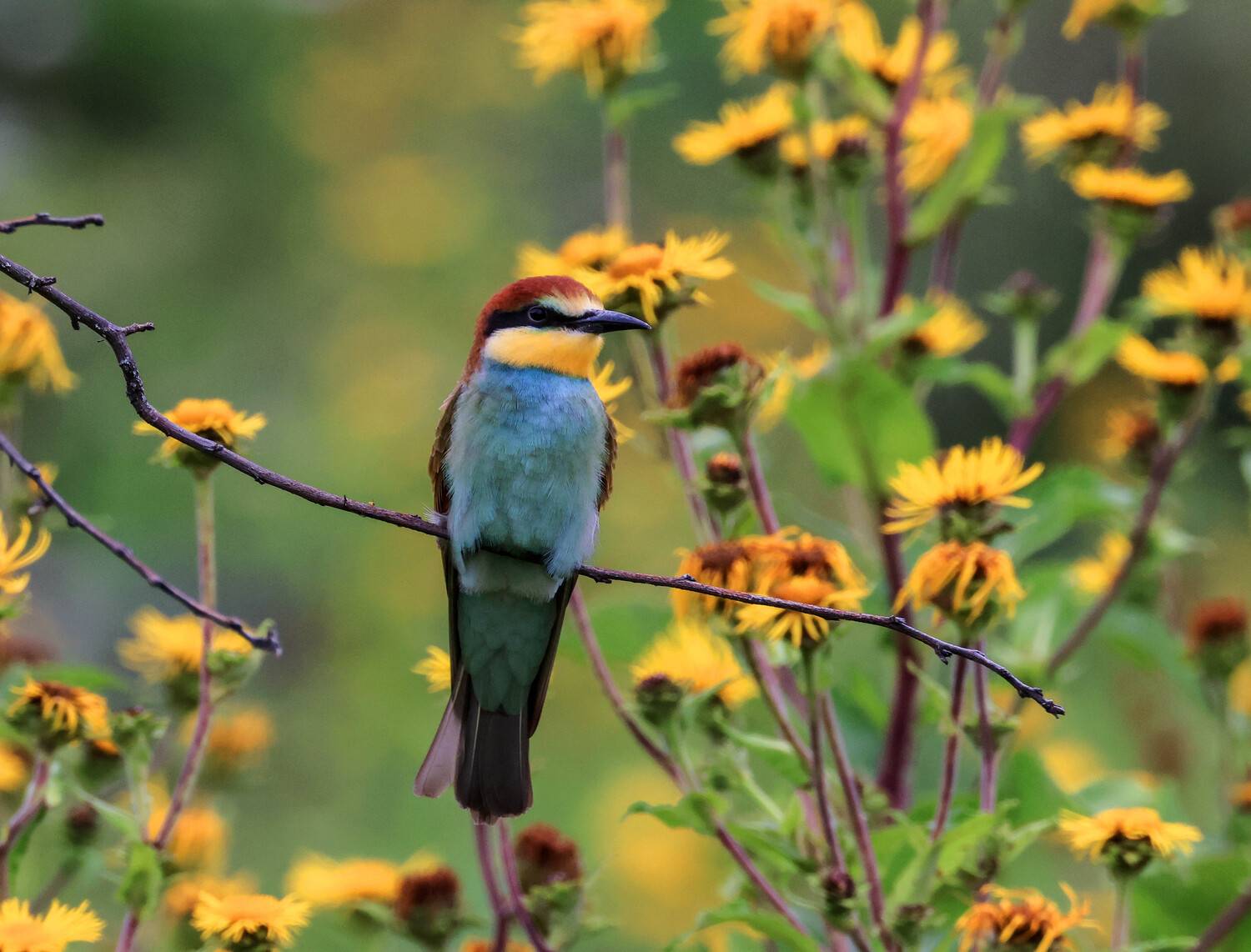 шурка,, Magov Marat