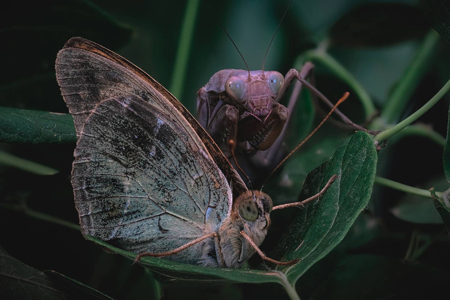 съемка макро богомола, богомол фото, охота богомола, экзотика насекомых, удивительные кадры, mantis photography, insect nature, amazing insect shots, mantis hunting, Васильев Роман