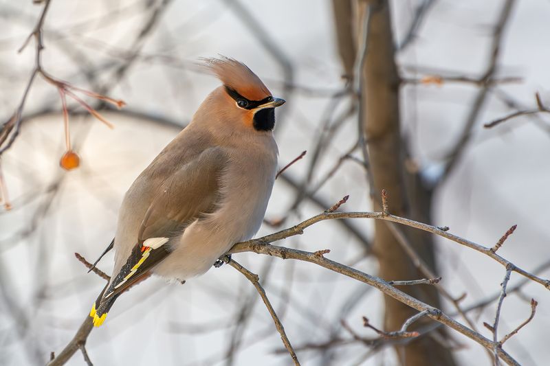 свиристель Свиристель фото превью