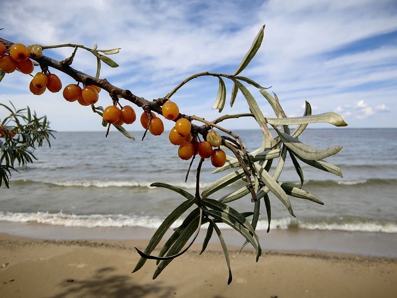 Облепиха фото превью