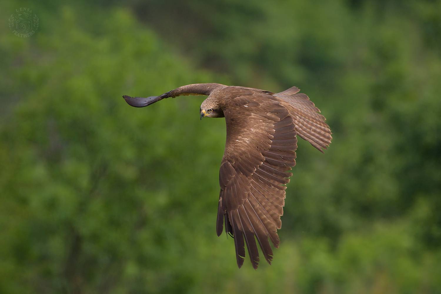 , Евгени Стефанов