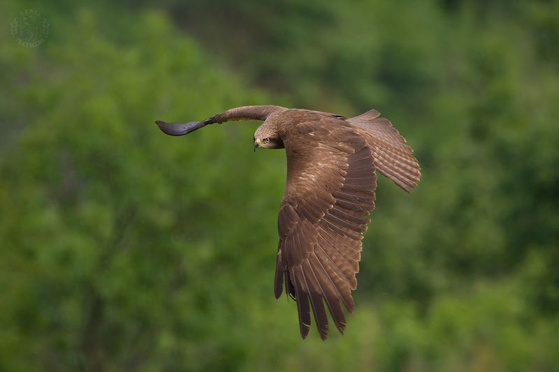 Черный коршун - Lens and Feathers фото превью