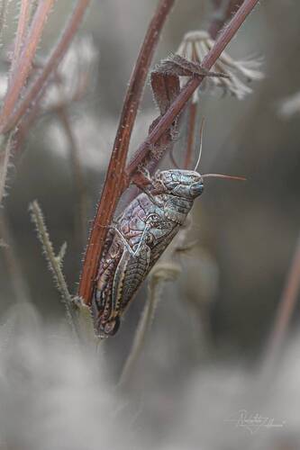 Качающаяся на ветру