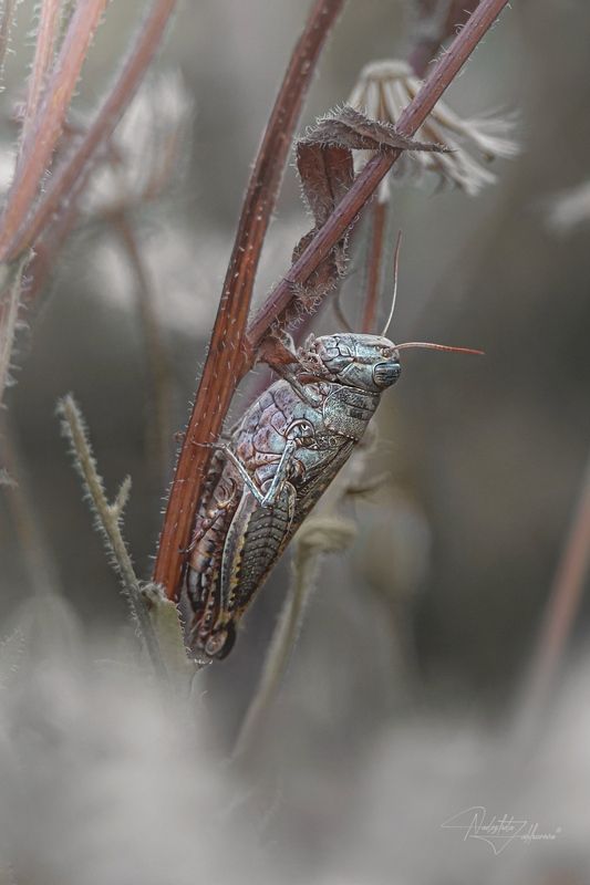 саранча, насекомые, лето, макро, макрофотография, художественная макрофотография, арт-фото, артфото, лето2025, август Качающаяся на ветру фото превью