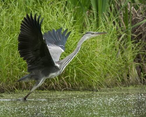 Серые цапли