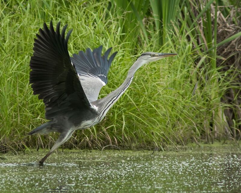 серая цапля Серые цапли фото превью