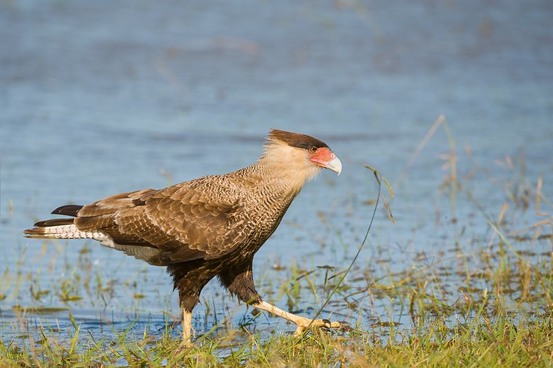 Caracara plancus фото превью