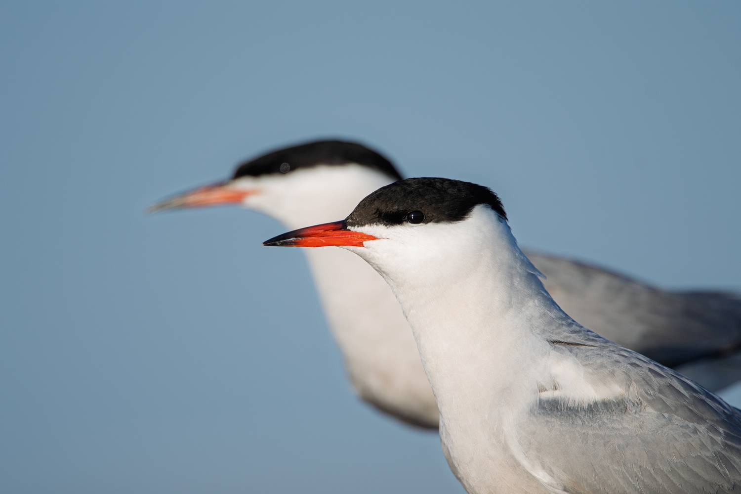 крачка, чайка, речная крачка, птицы, птицы россии, природа, фауна, Дмитрий Федорако