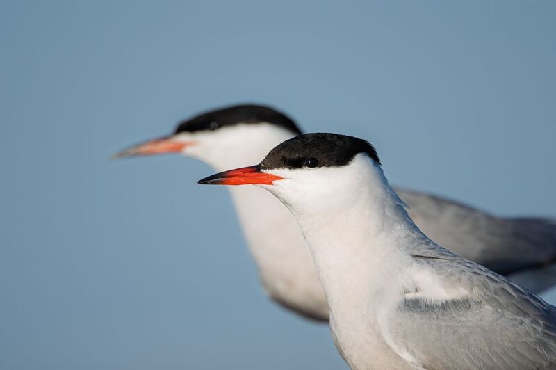 крачка, чайка, речная крачка, птицы, птицы россии, природа, фауна Уверенность фото превью