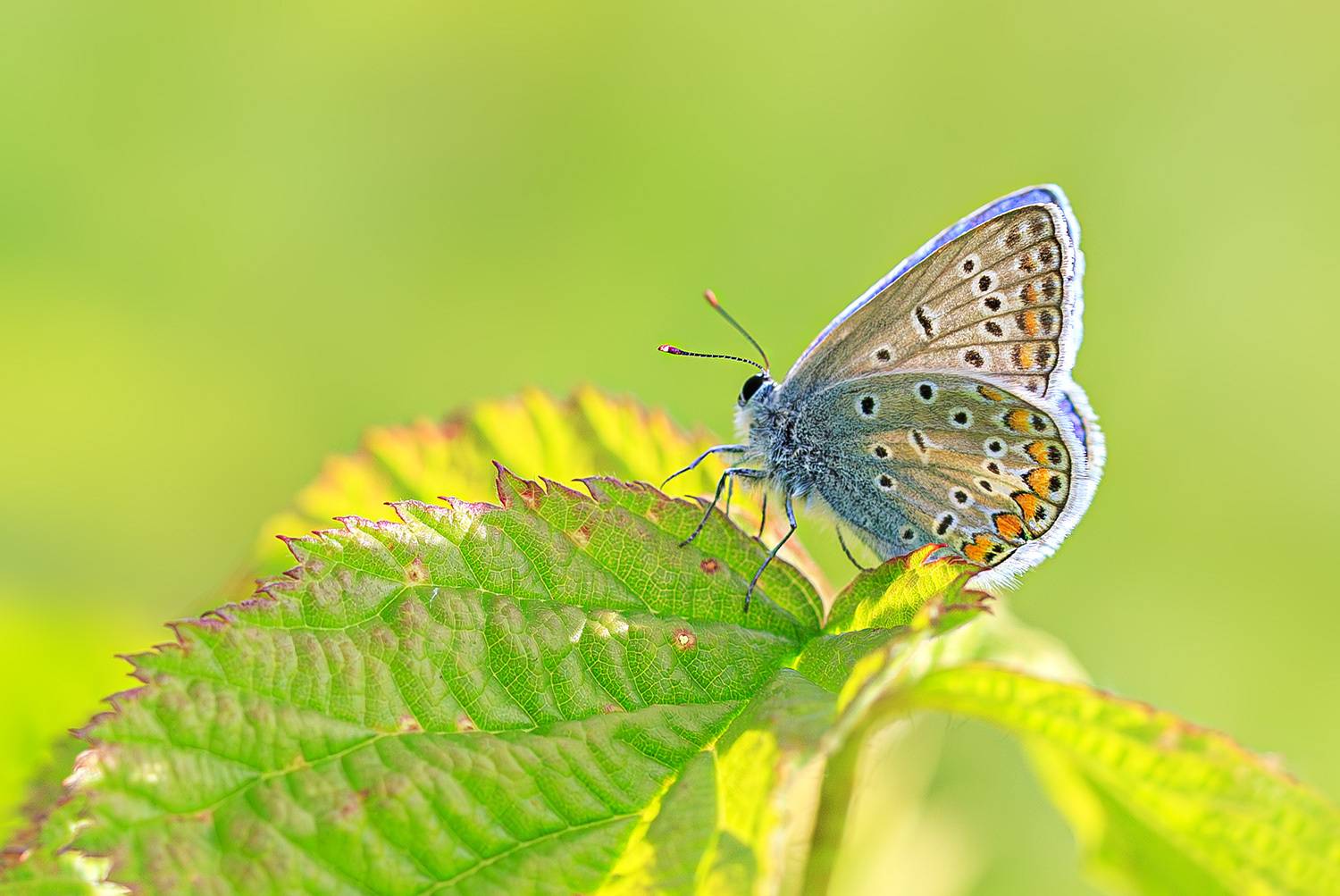 насекомые, бабочка, голубянка, икар, лето, июнь, Борис Новиков