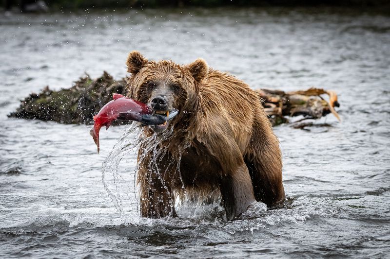 Камчатка, медведь, рыба, рыбалка, хищник, зверь, голодный Посмотрите какую рыбу я поймал фото превью