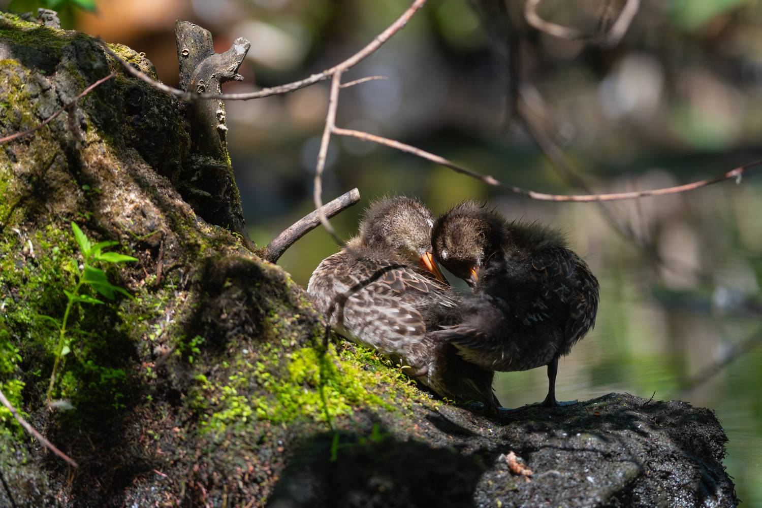чирок, чирок-свистунок, утка, утки, птица, птицы, лес, лето, новосибирск, Воронов Денис