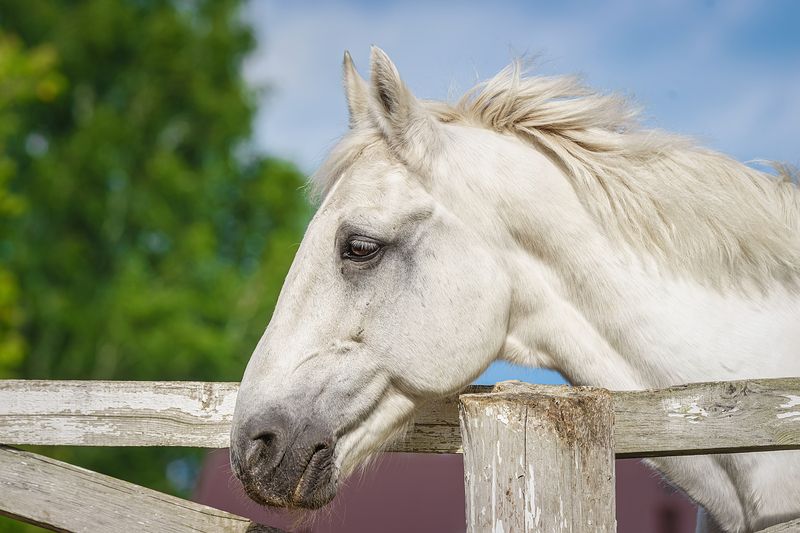Лошадь фото превью