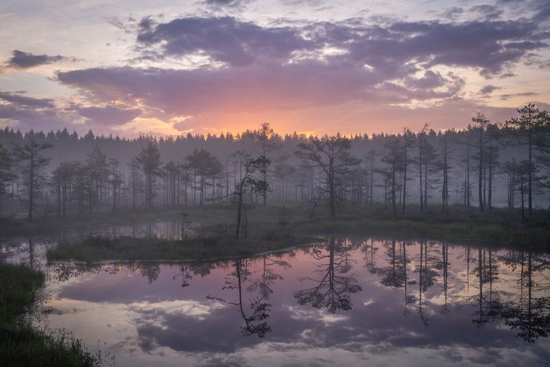 Болота Ленинградской области, туман, рассвет *** фото превью