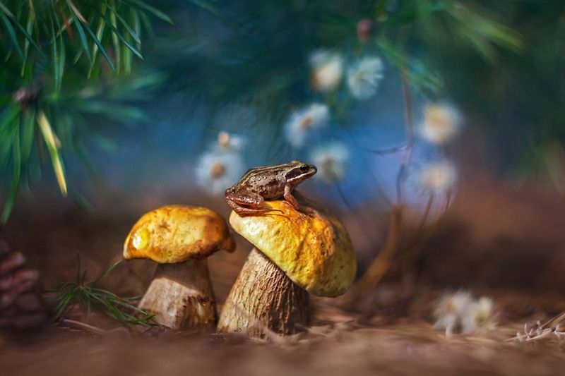 По грибы... фото превью