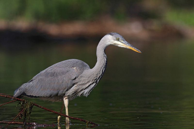 серая цапля, цапля, ardea cinerea, grey heron, heron, куршская коса, куршский залив Молодая рыбачка фото превью