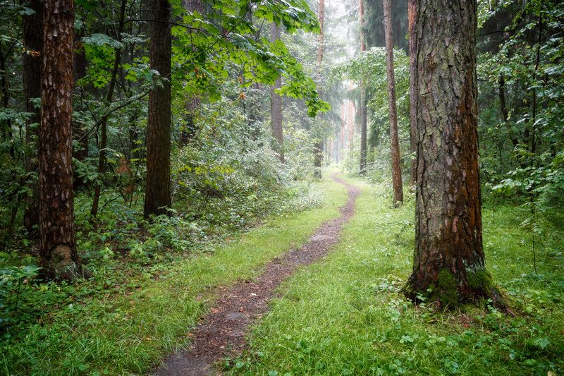 лес, деревья, листва, свет После летнего дождя фото превью