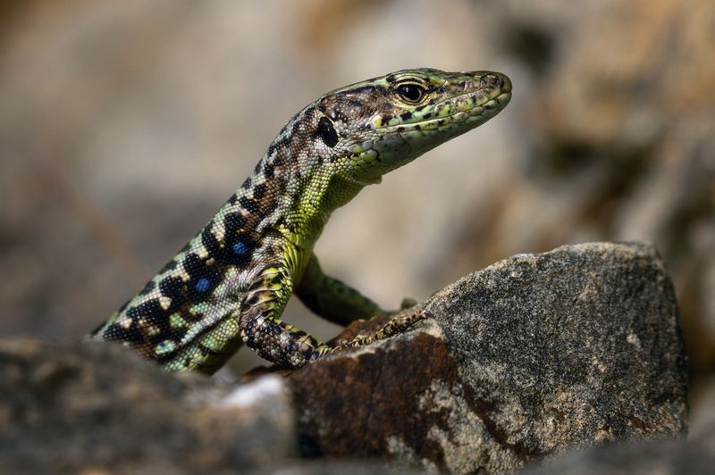 Ящерицы хорошо умеют позировать. фото превью