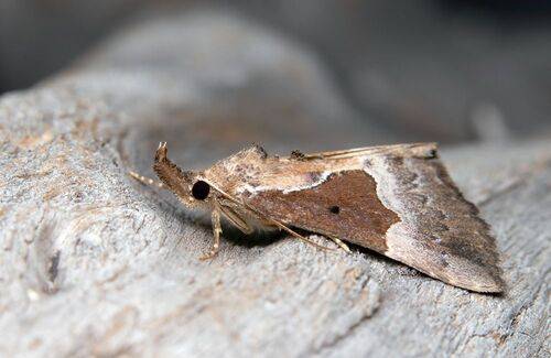 Hypena bijugalis