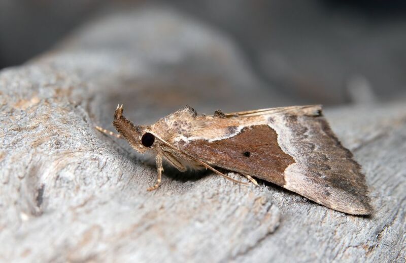 Hypena bijugalis фото превью