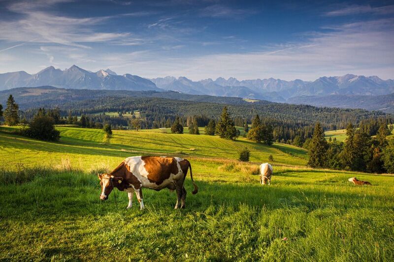 ZAKOPANE фото превью