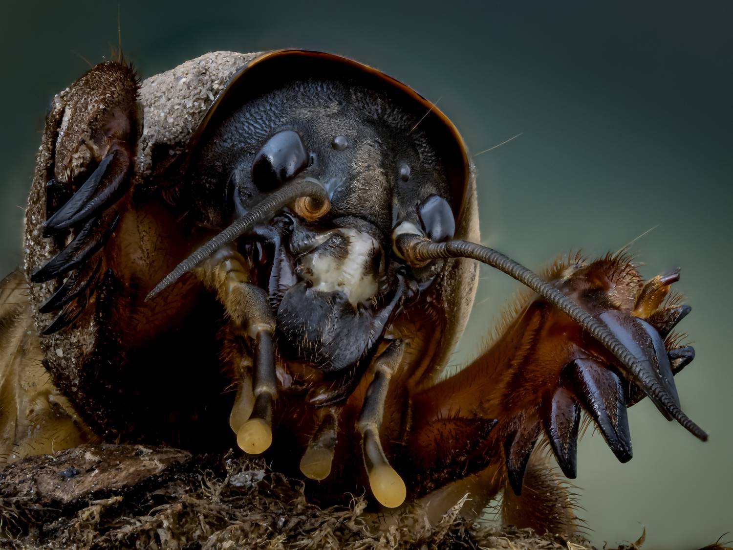 , Олег Савицкий