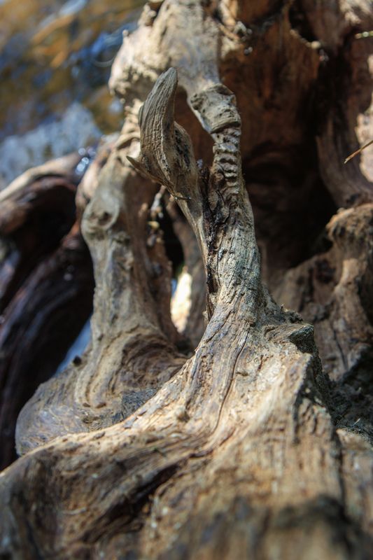 дерево коряга топляк форма изогнутость лаз Галереи таинственного замка фото превью