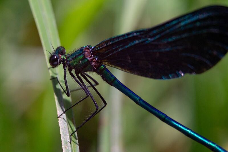 Красотка-девушка фото превью