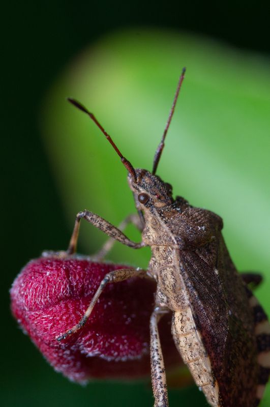Краевик окаймленный фото превью