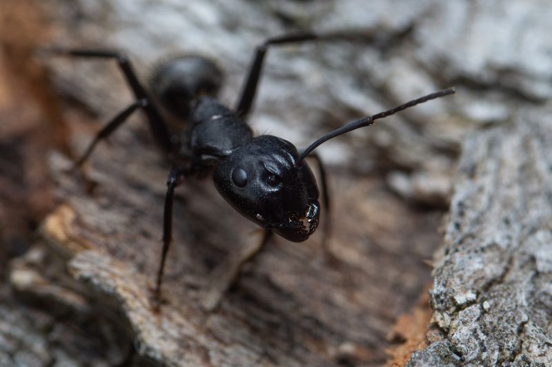 Кампонотус фото превью