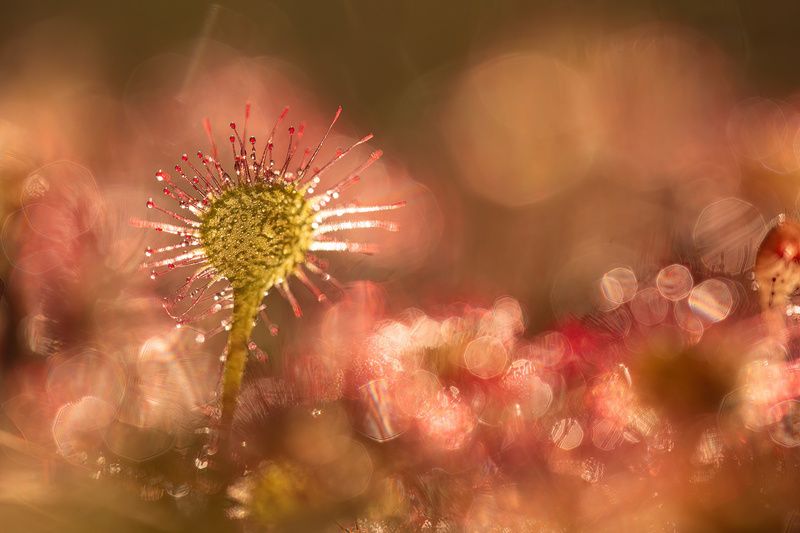 природа, дикая природа, макро, рассвет, мухоловка, арт, болото, nature, wildlife, canon Всполохи рассвета фото превью