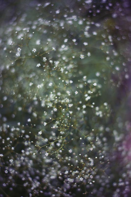 Жемчужная россыпь гипсофилы фото превью