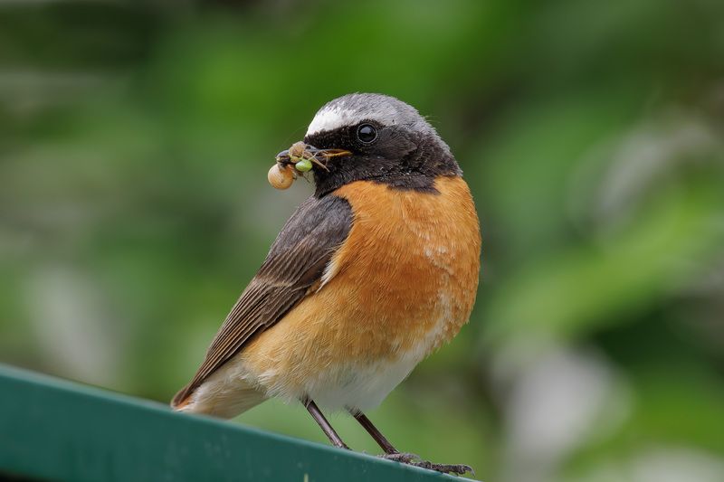 горихвостка, горихвостка обыкновенная, птица, Горихвостка обыкновенная фото превью