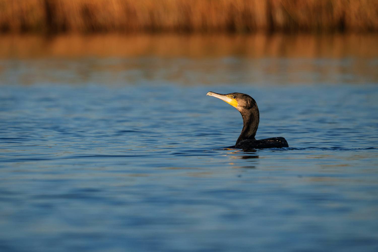 , Бодрягин Виталий
