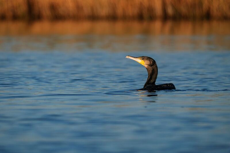Большой баклан фото превью