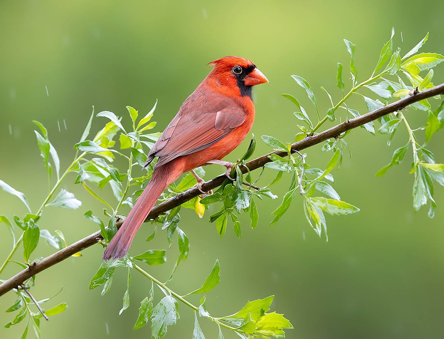 красный кардинал, northern cardinal, cardinal,кардинал, Etkind Elizabeth