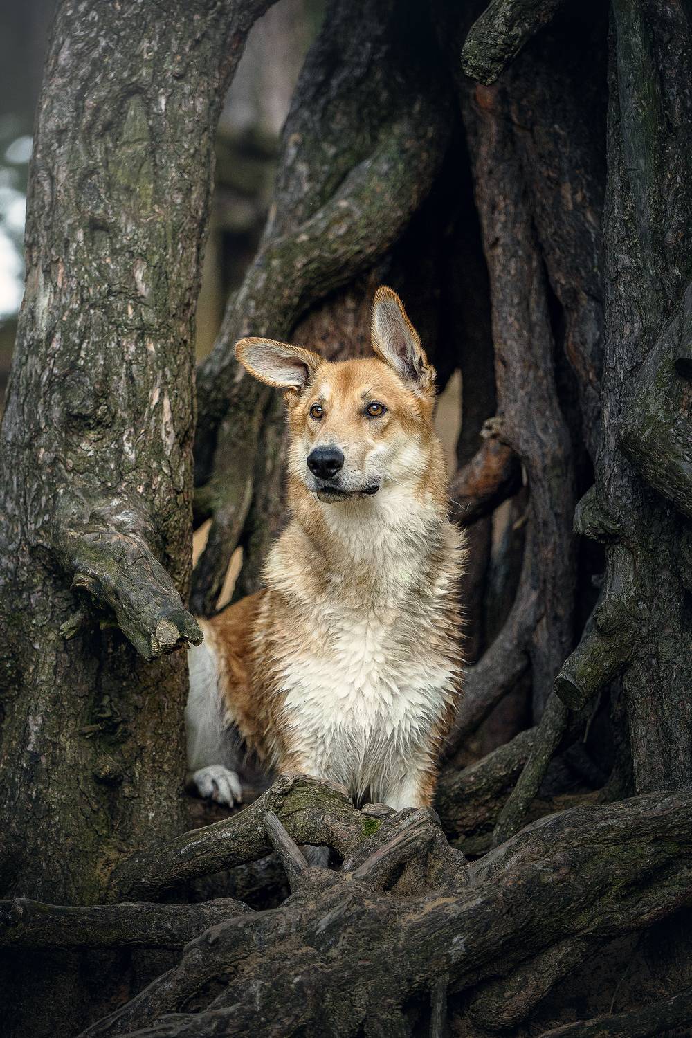 , Елена Самусенкова