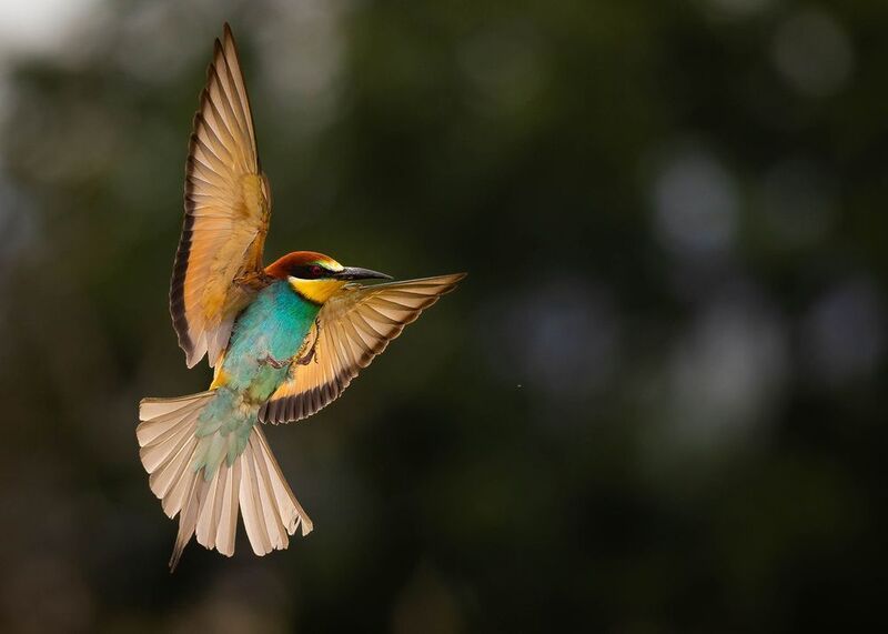 Bee-eater фото превью