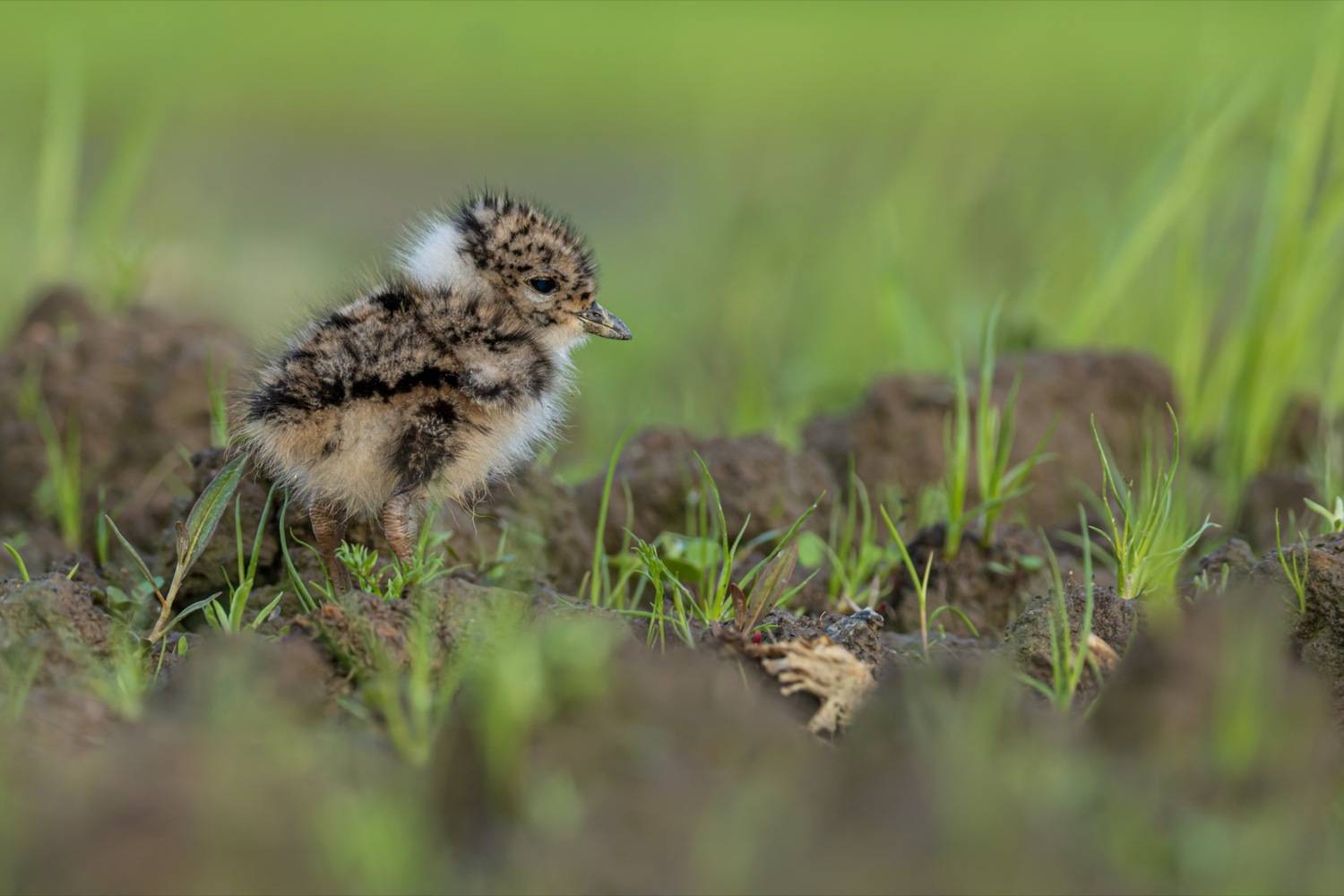 чибисенок, чибис, птицы, птенец, Руслан Pl