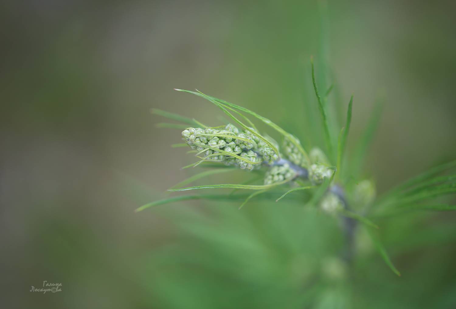 гроздовик, макро, Галина Лоскутова