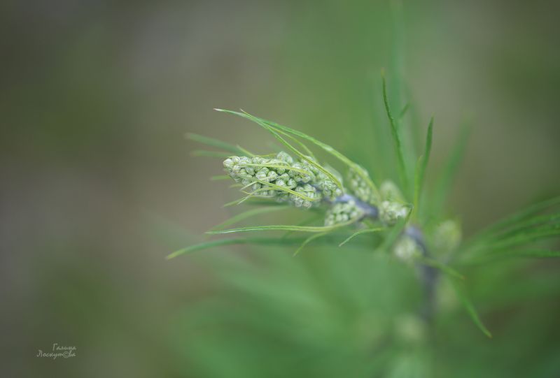 гроздовик, макро Милый скромный гроздовик фото превью