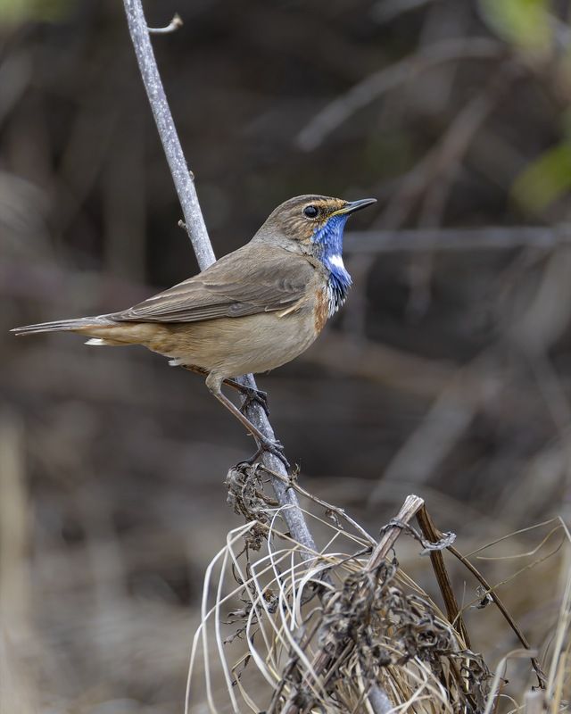 варакушка, птицы Варакушка фото превью